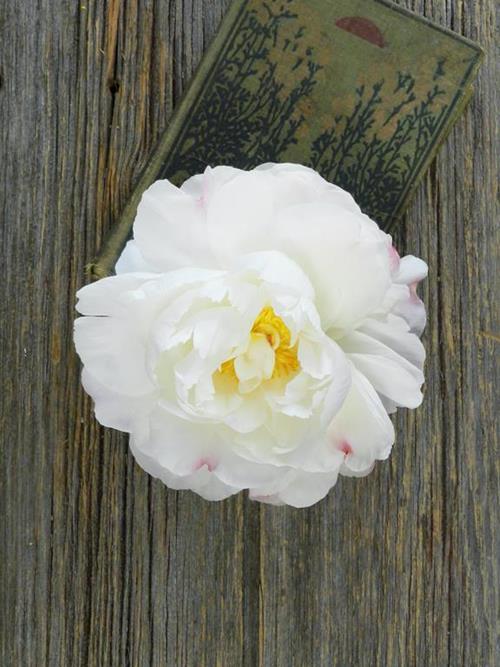 GARDENIA  BLUSH PEONIES